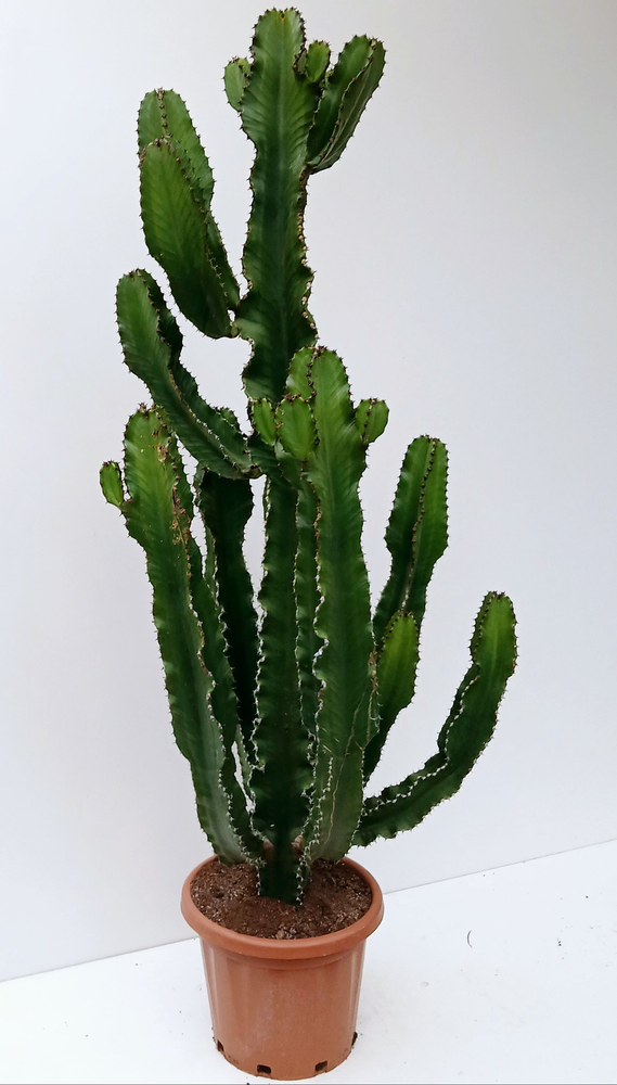 euphorbia.