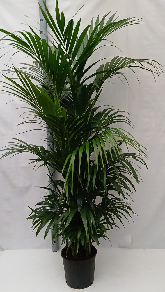Howea forsteriana.
