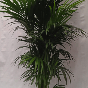 Howea forsteriana