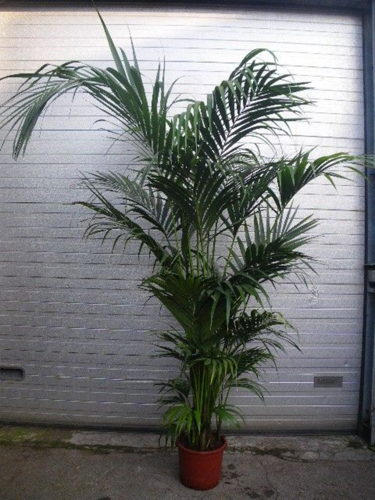 Howea forsteriana.