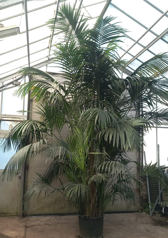 Howea forsteriana.