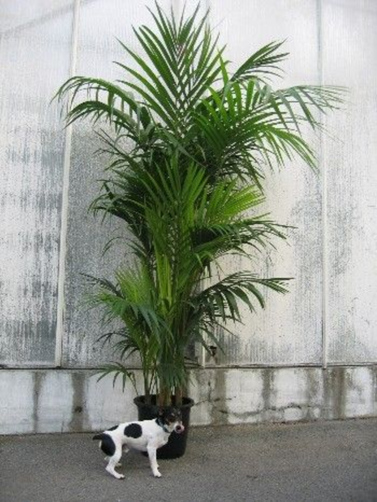 Howea forsteriana.