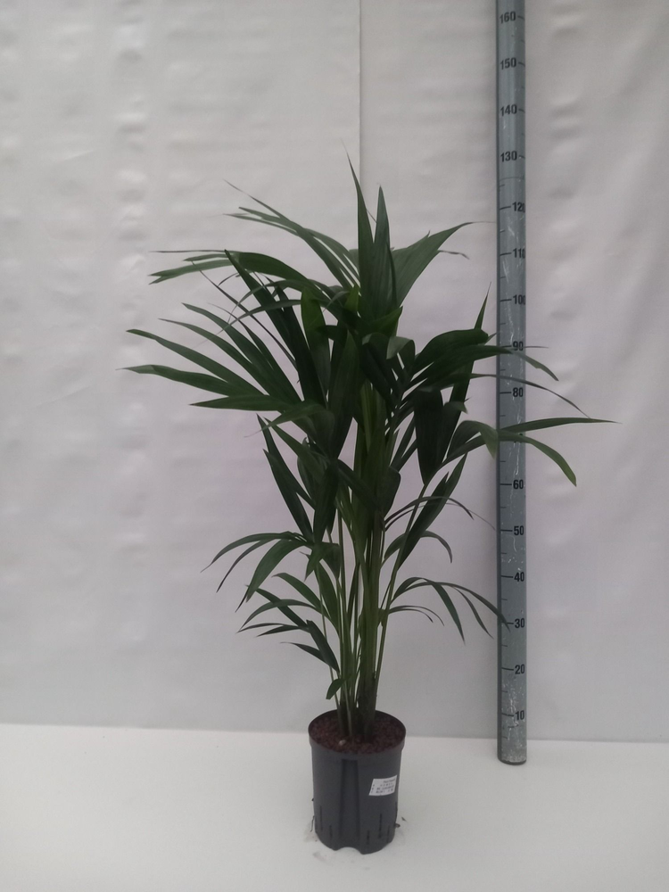 Howea hydro.