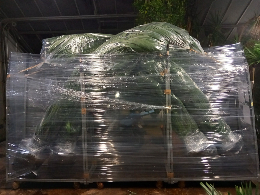 Howea forsteriana.