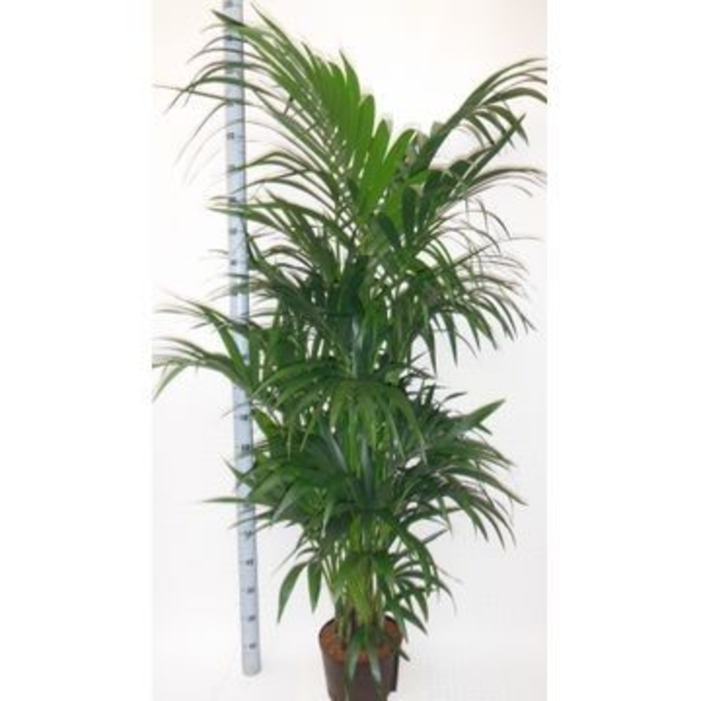 Howea hydro.