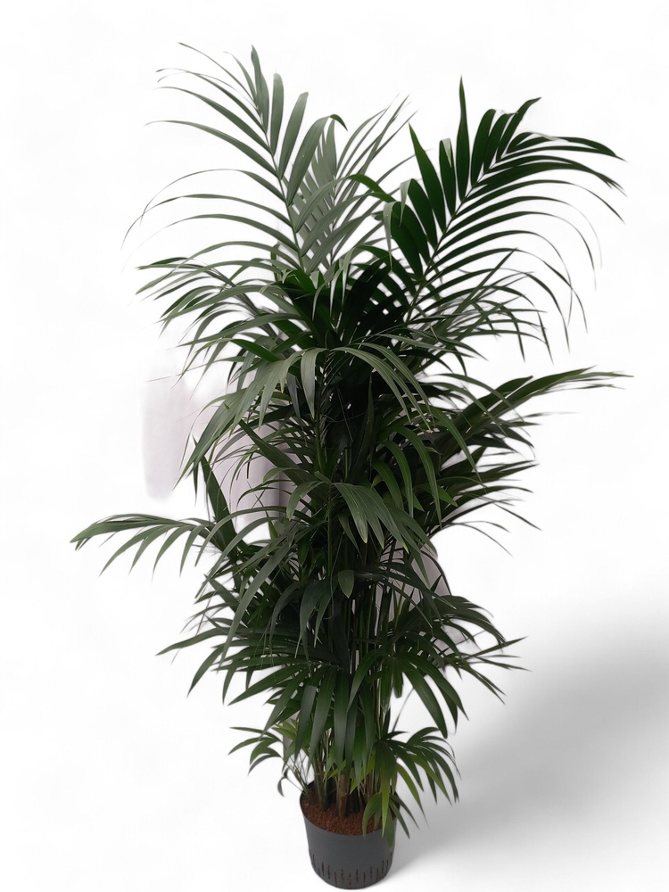 Howea hydro.