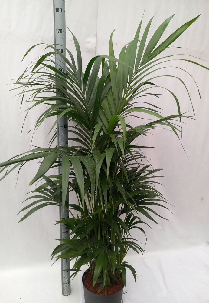 Howea hydro.
