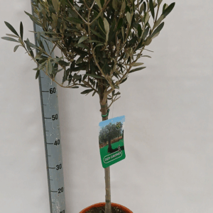 Olea europaea