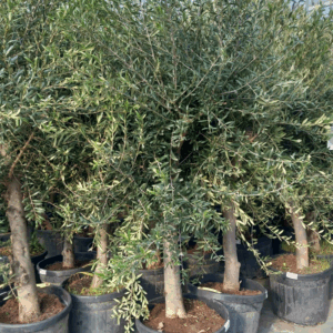 Olea europaea