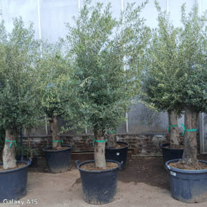 Olea europaea
