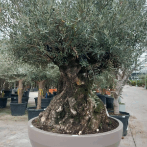 Olea eurpaea