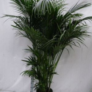 Howea forsteriana
