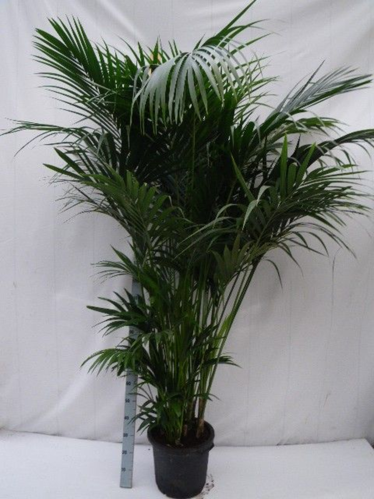 howea forsteriana.