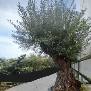 Olea europaea