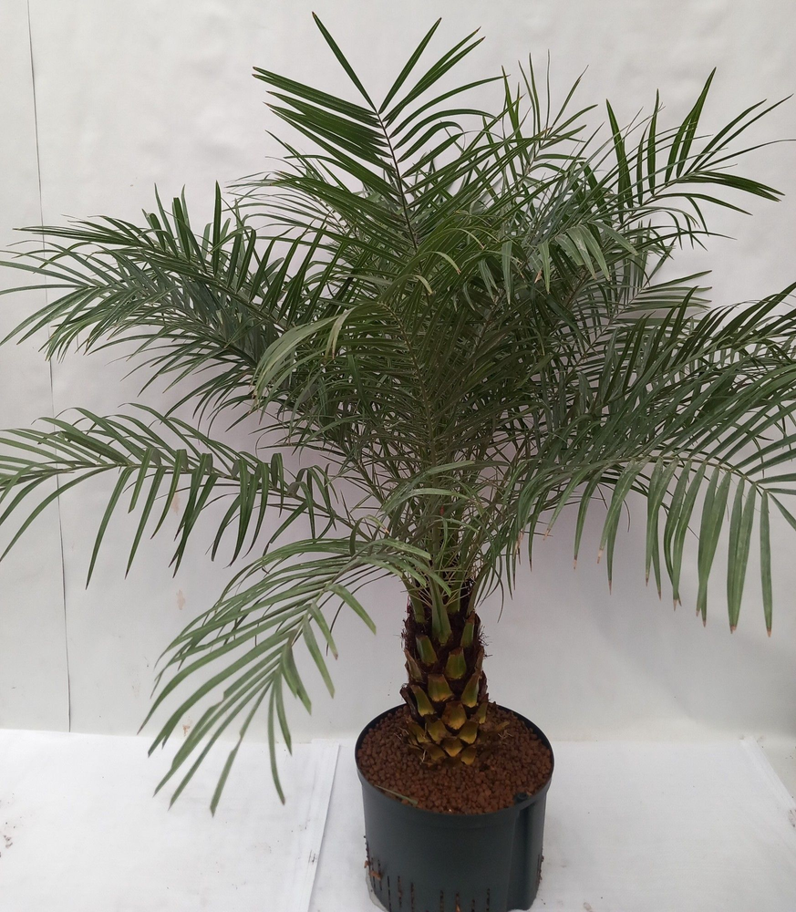 PHOENIX ROEBILINI HYDRO.
