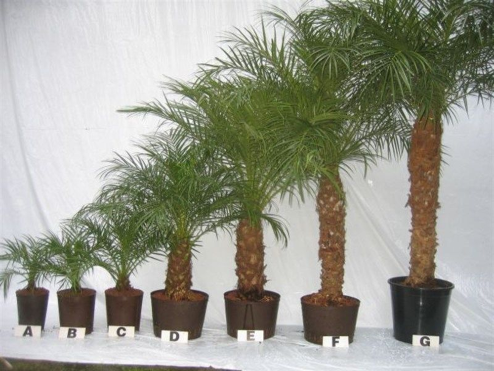 phoenix roebelenii hydro.