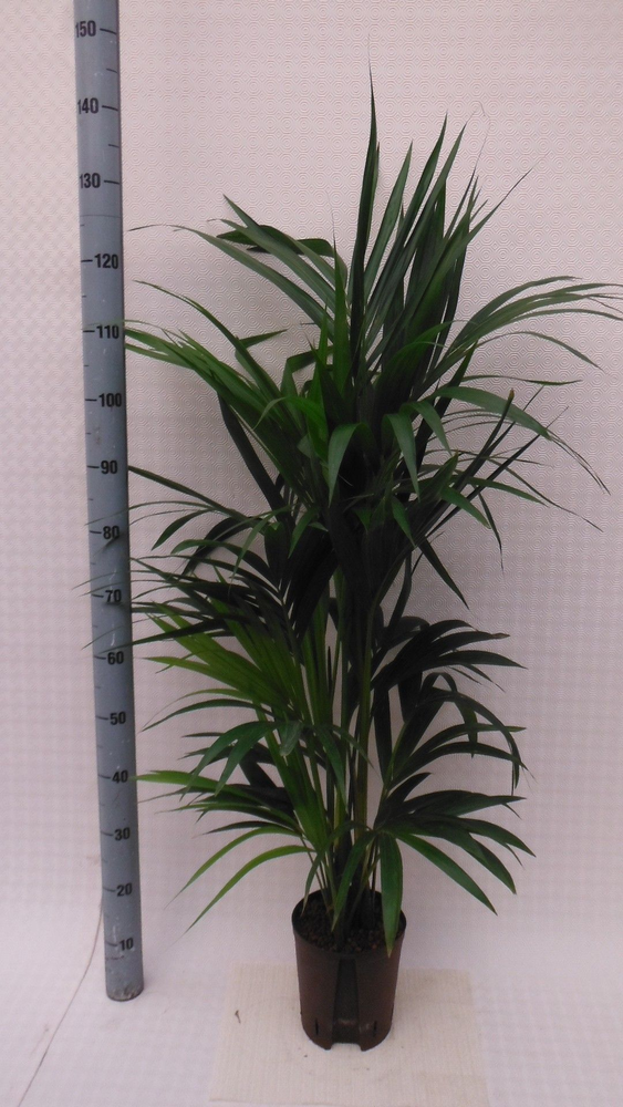 Howea hydro.