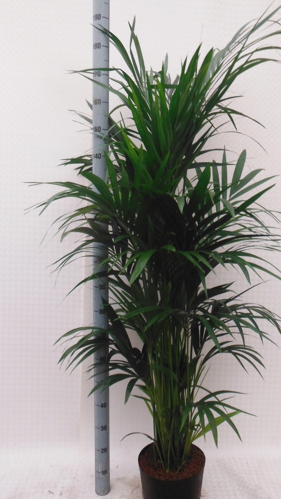 Howea hydro.