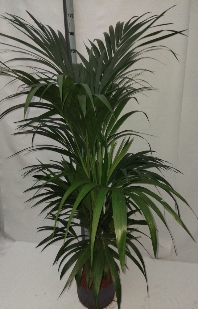 Howea hydro.