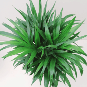 Howea HYDRO