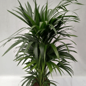 Howea hydro