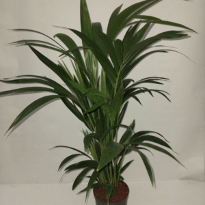 Kentia HYDRO