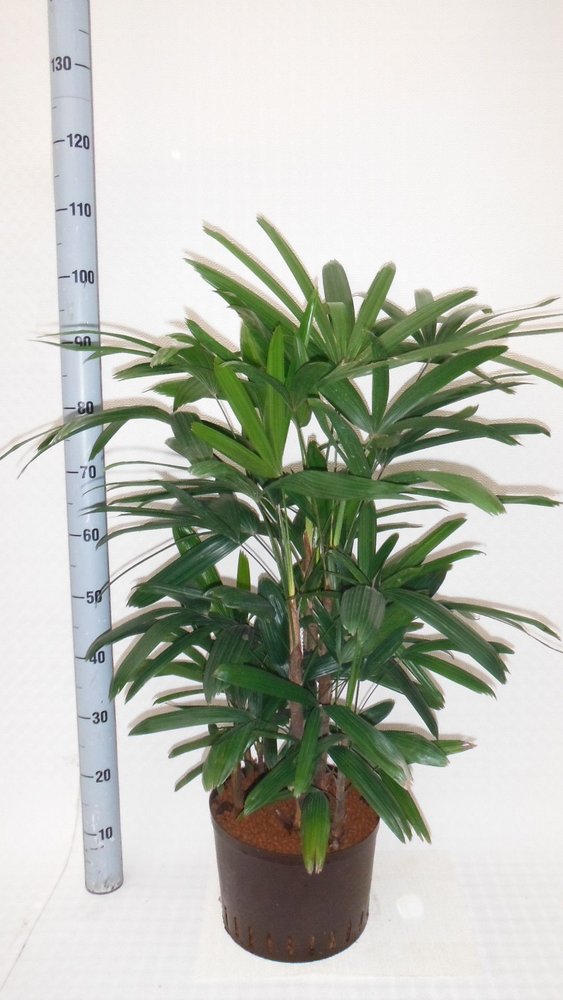 RHAPIS EXCELSA HY.