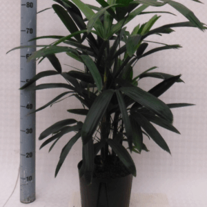 Rhapis EXCELSA HY