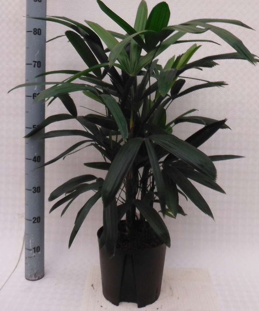 RHAPIS EXCELSA HY.