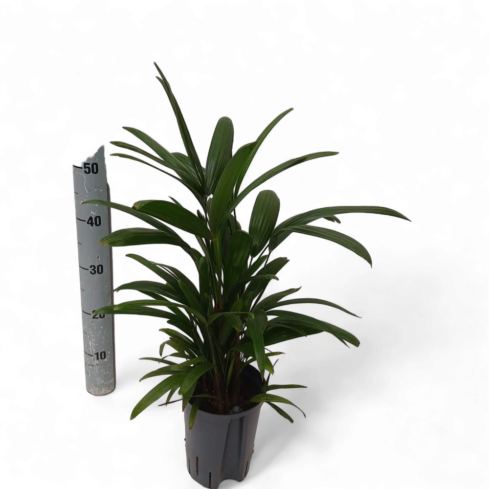 RHAPIS EXCELSA HY.