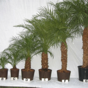 Phoenix roebelenii hydro