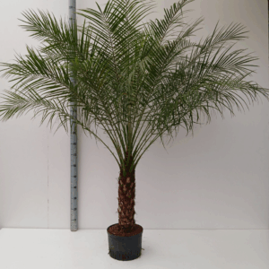 Phoenix ROEBILINI HYDRO