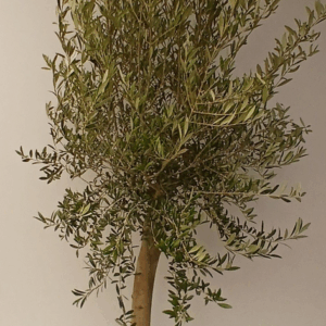Olea europaea