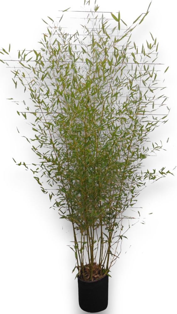 Phyllostachys aurea.