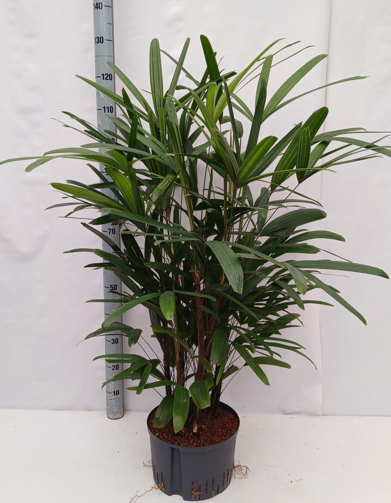 rhapis excelsa hy.