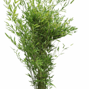 Phyllostachys bissetii