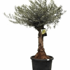 Olea europaea