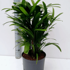 Rhapis excelsa hy