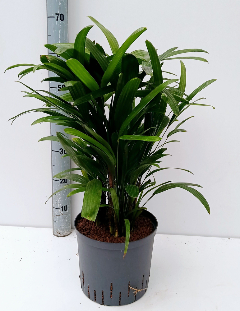 Rhapis excelsa hy.