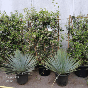 Trachelospermum