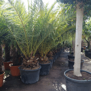 Phoenix canariensis