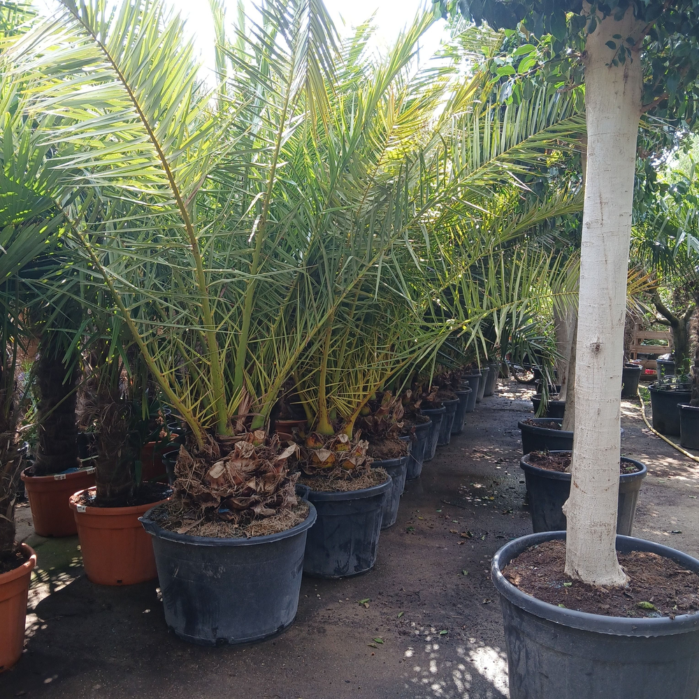 phoenix canariensis.