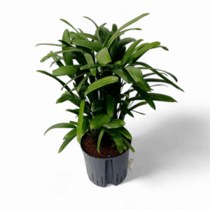 Rhapis EXCELSA HY