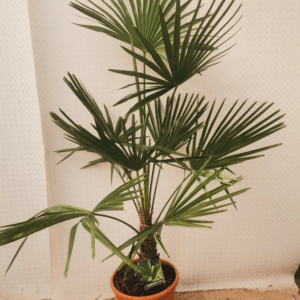 Trachycarpus fortunei