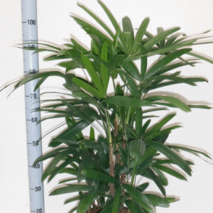 Rhapis excelsa hy