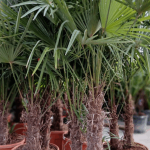 Trachycarpus fortunei