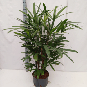 Rhapis EXCELSA HY