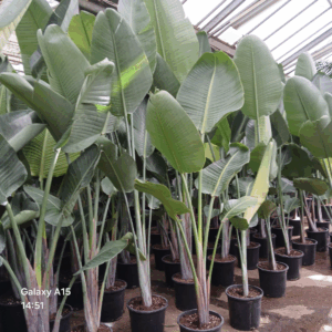 Strelitzia nic