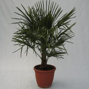 Trachycarpus fortunei