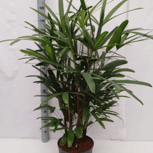 Rhapis excelsa hy
